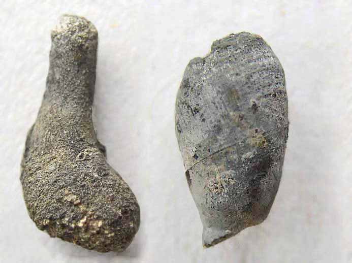 ichnofossile: biorosion de bois fossile du jurassique Boulonnais